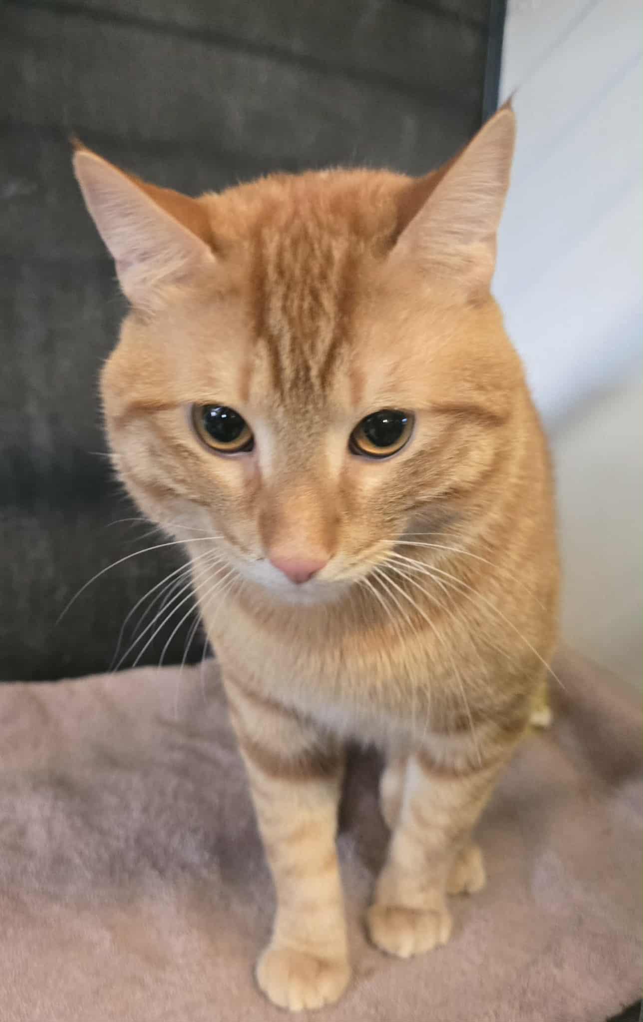 Enlarge Sundance, a ADOPTABLE mixed breed in Freeport, IL image 2/3