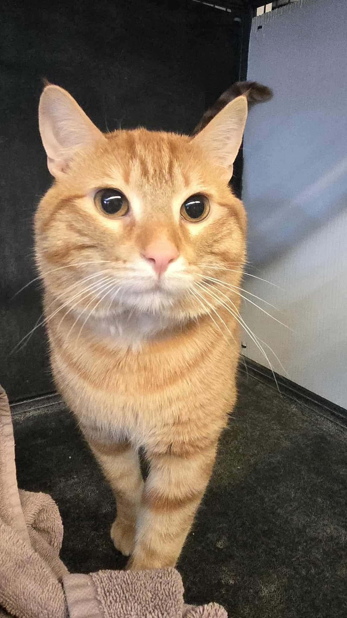 Enlarge Sundance, a ADOPTABLE mixed breed in Freeport, IL image 3/3