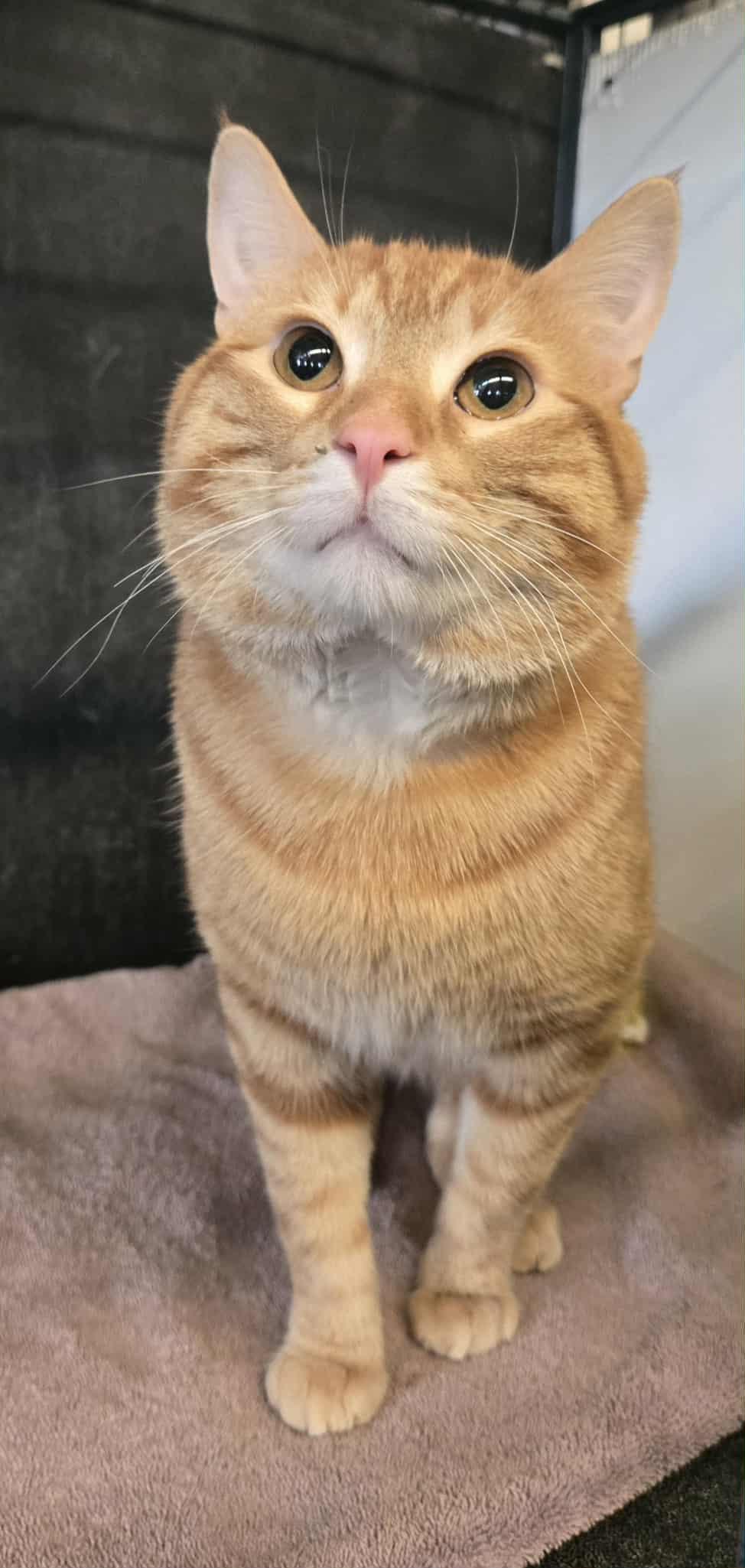 Sundance, ADOPTABLE, Adult Male Domestic Short Hair.