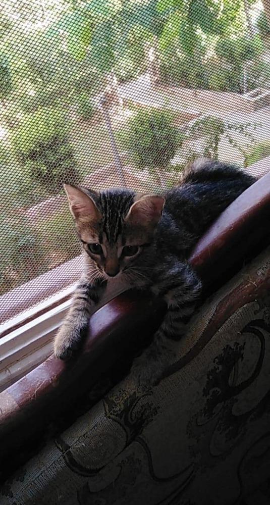 Enlarge Narmer, a Adopted Egyptian Mau in WOLCOTT, CT image 1/3