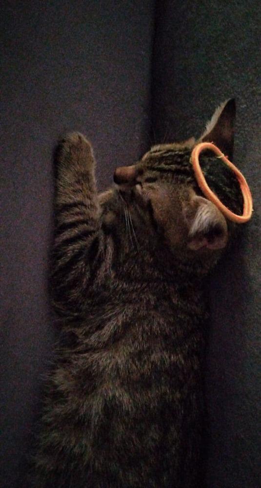 Enlarge Narmer, a Adopted Egyptian Mau in WOLCOTT, CT image 2/3