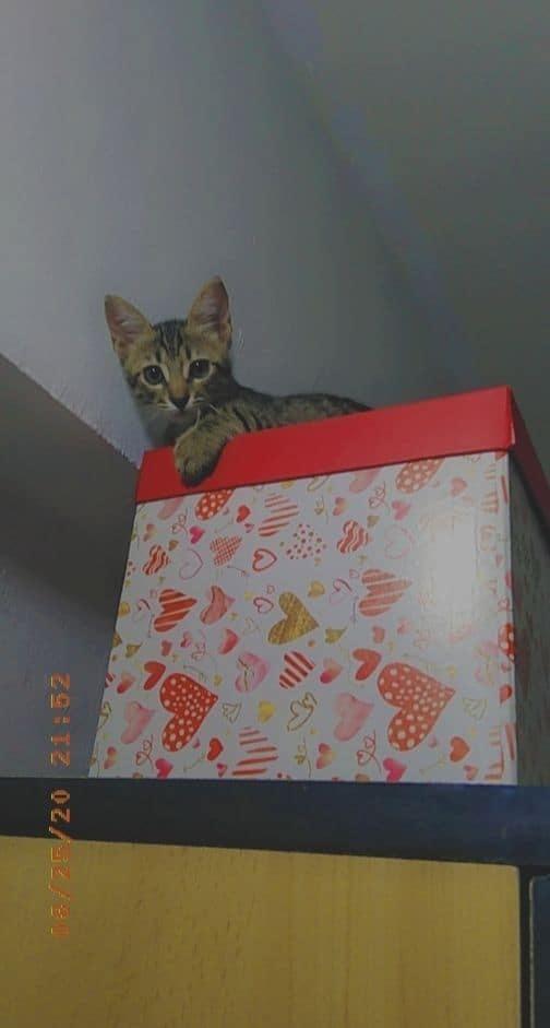 Narmer, Adopted, Kitten Male Egyptian Mau.