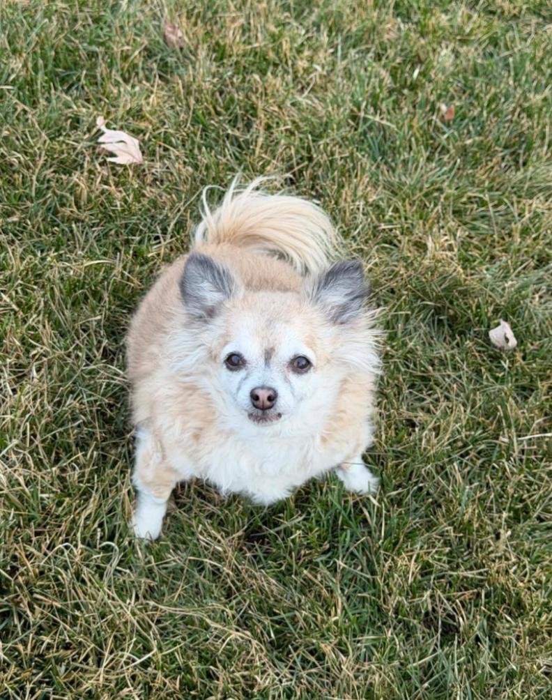 Cupid - Courtesy Listing see info, ADOPTABLE, Senior Female Chihuahua.