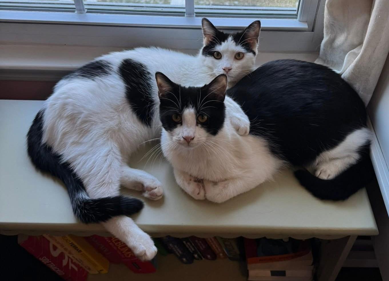 Enlarge Launder, an adopted Domestic Short Hair in New Milford, CT image 1/1