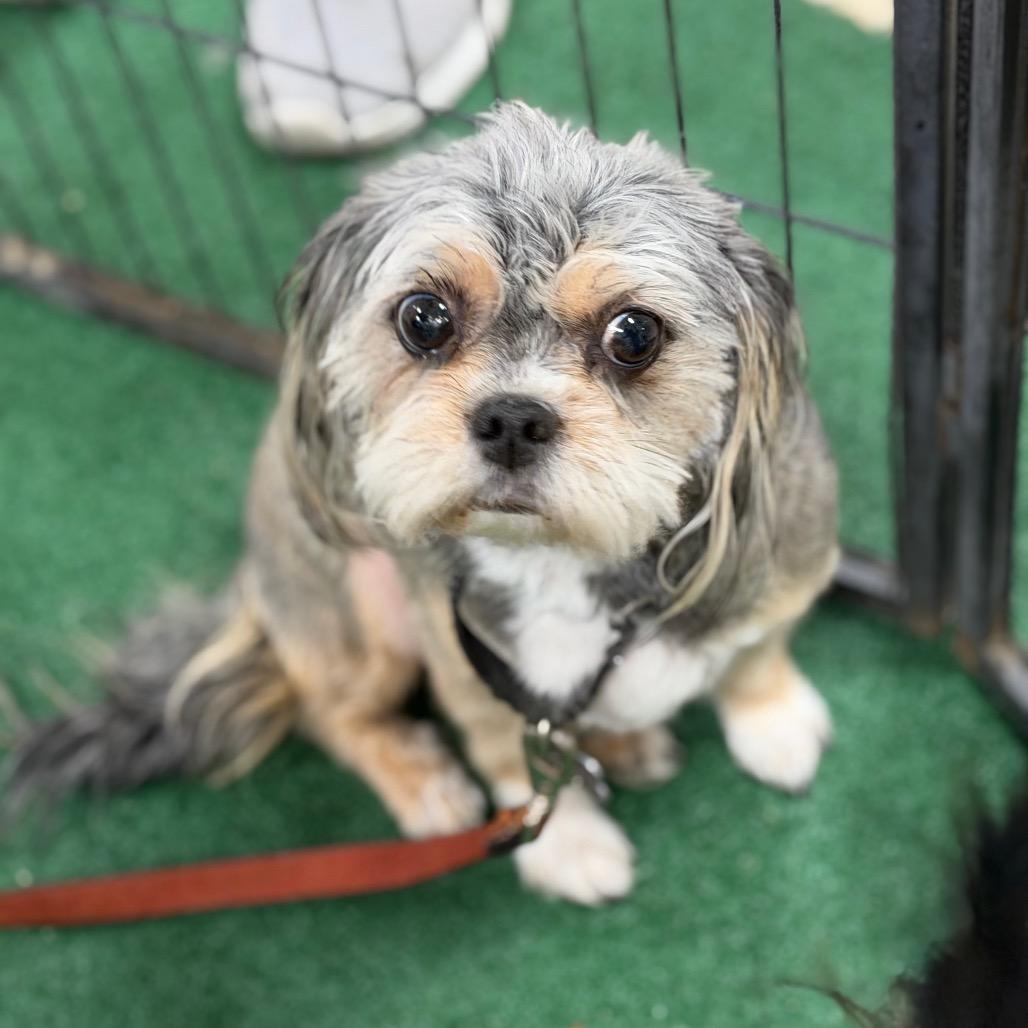 Matilda, Adoptable, Adult Female Shih Tzu & Mixed Breed.