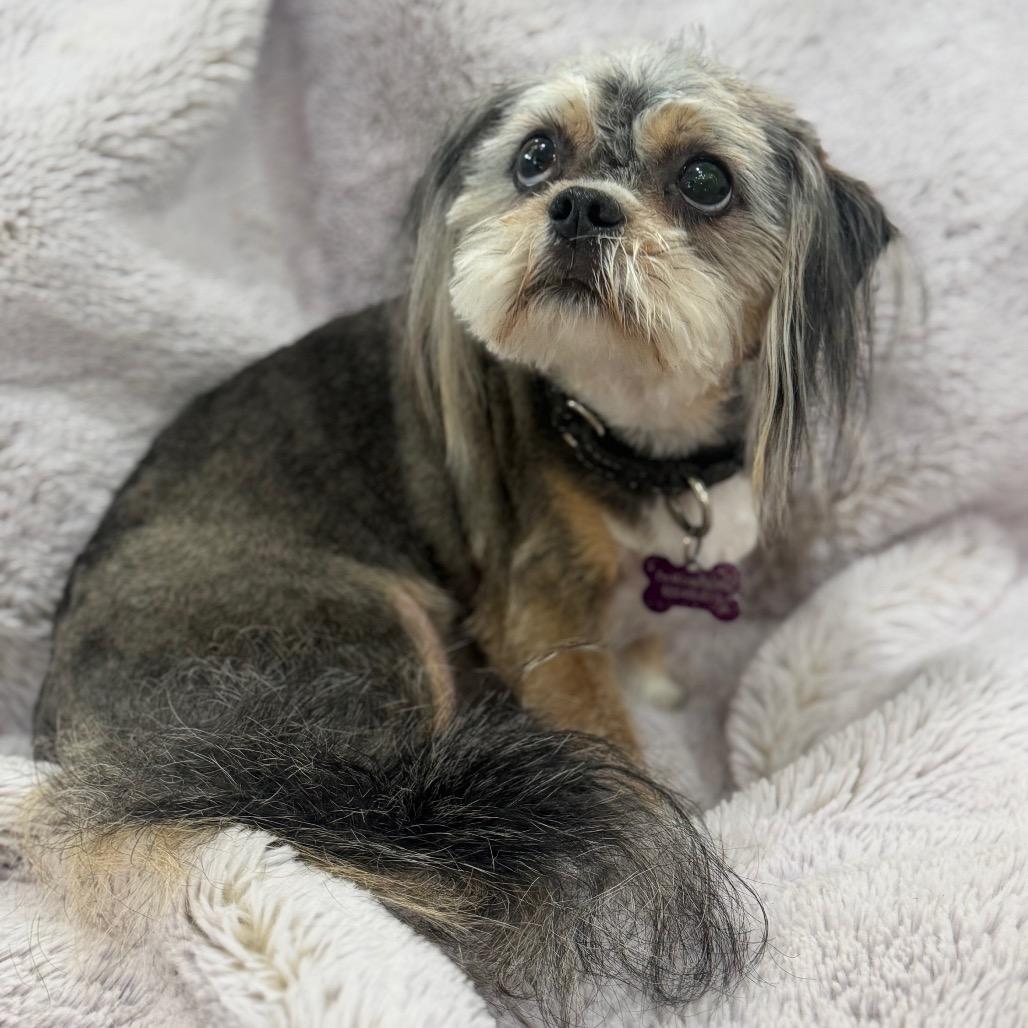 Enlarge Matilda, a Adoptable mixed breed in Phoenix, AZ image 2/6