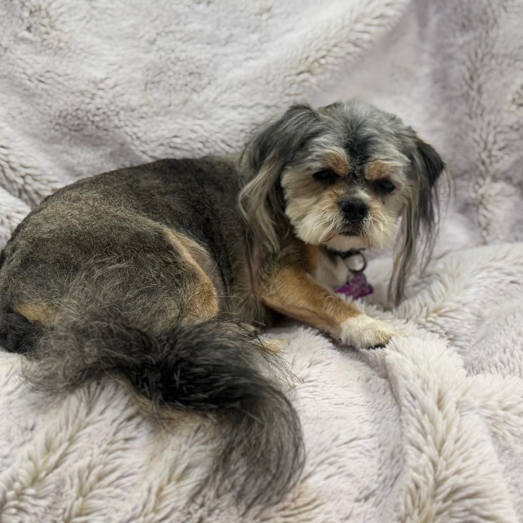 Enlarge Matilda, a Adoptable mixed breed in Phoenix, AZ image 3/6