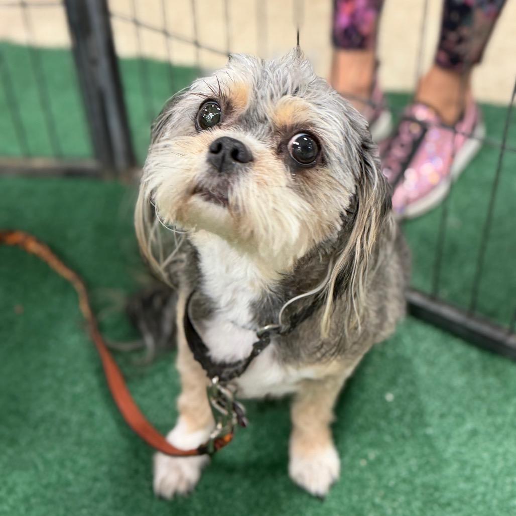 Enlarge Matilda, a Adoptable mixed breed in Phoenix, AZ image 4/6