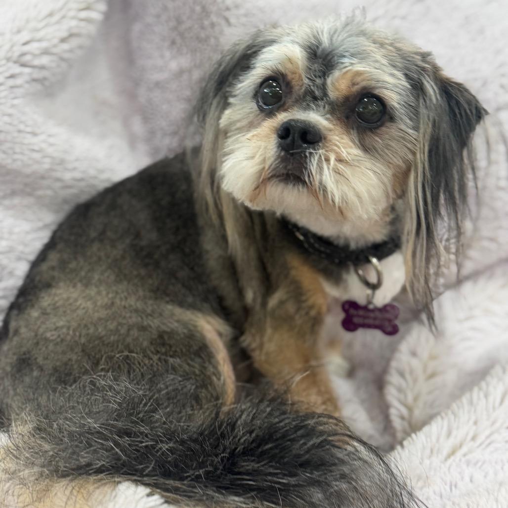 Enlarge Matilda, a Adoptable mixed breed in Phoenix, AZ image 6/6