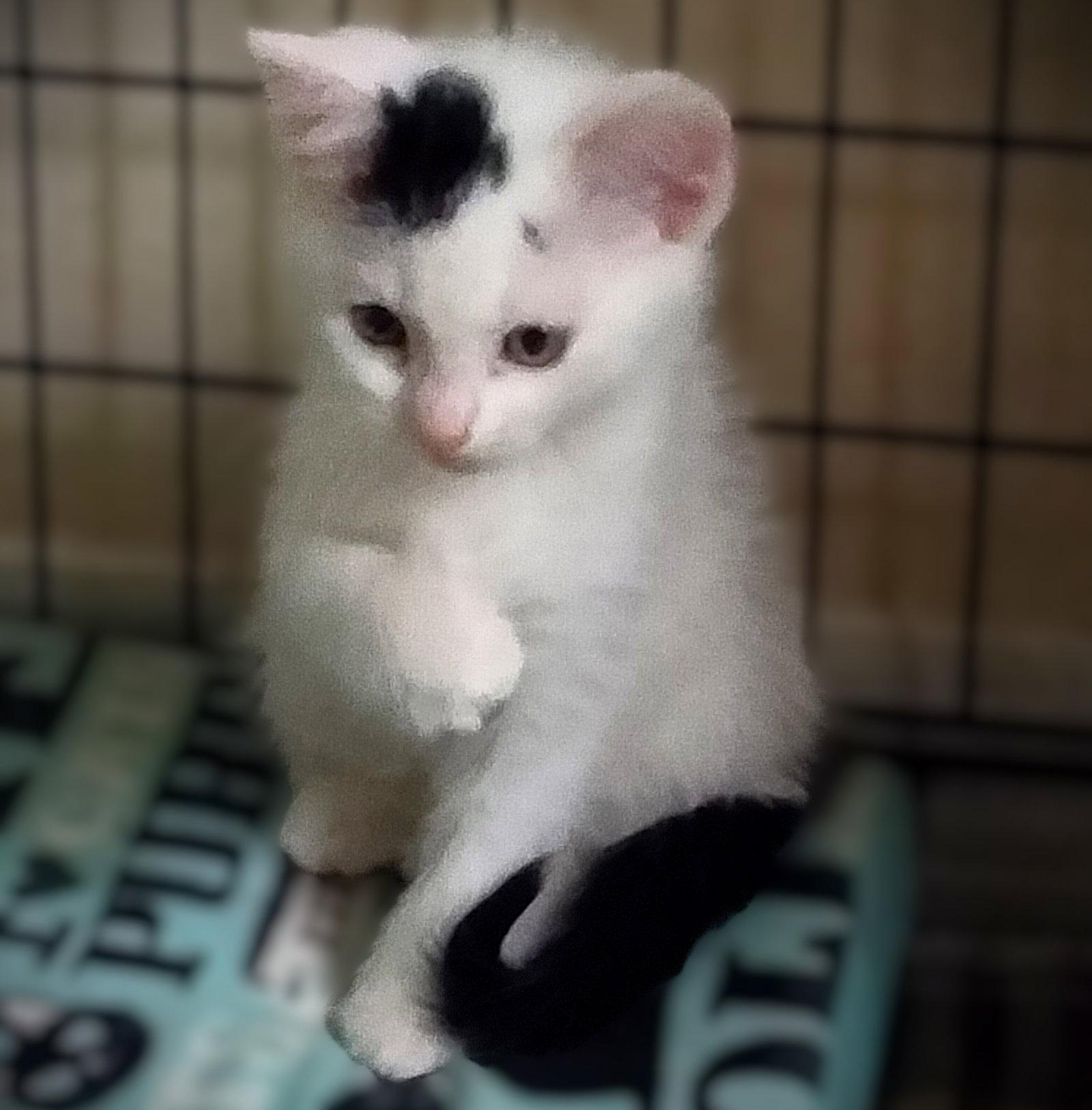 Enlarge Melina, a Adopted Domestic Short Hair in Fort Myers, FL image 1/1