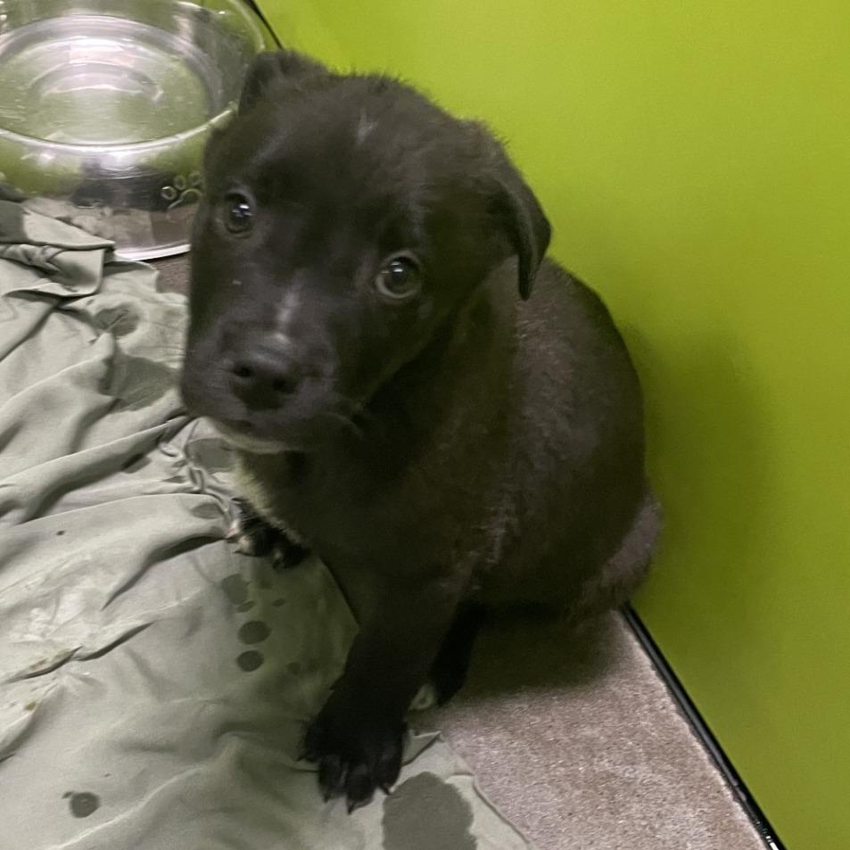 Ibex, Adoptable, Puppy Male Terrier & Mixed Breed.