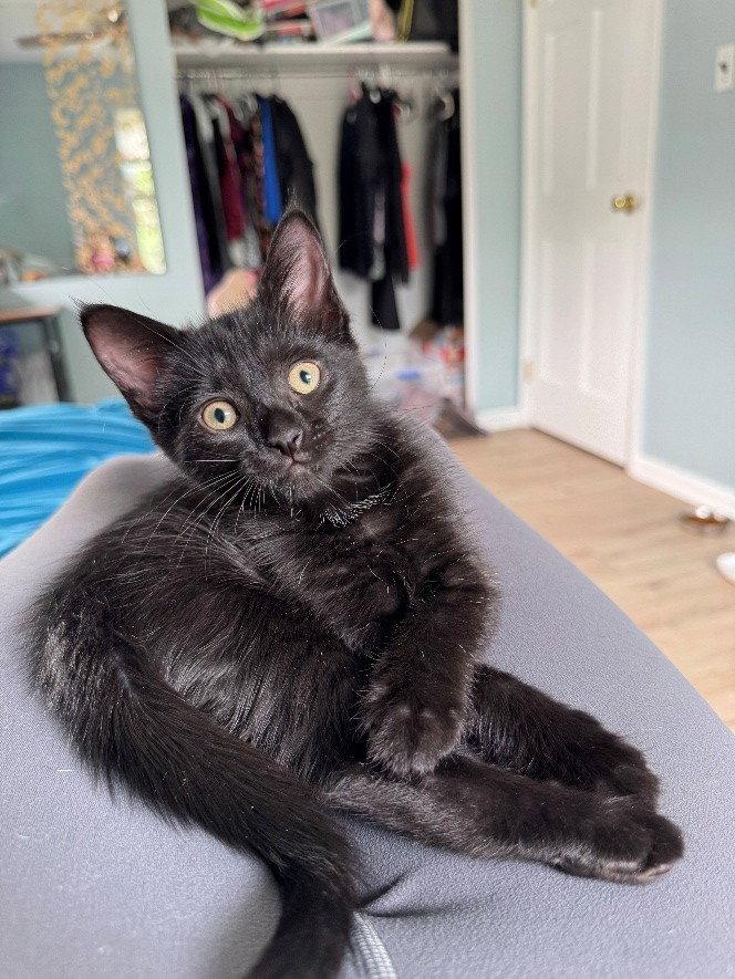 Enlarge Sparrow, Willow Grove Area, (FCID 07/24/2026-126), a Adoptable Domestic Short Hair in Greenville, DE image 1/2
