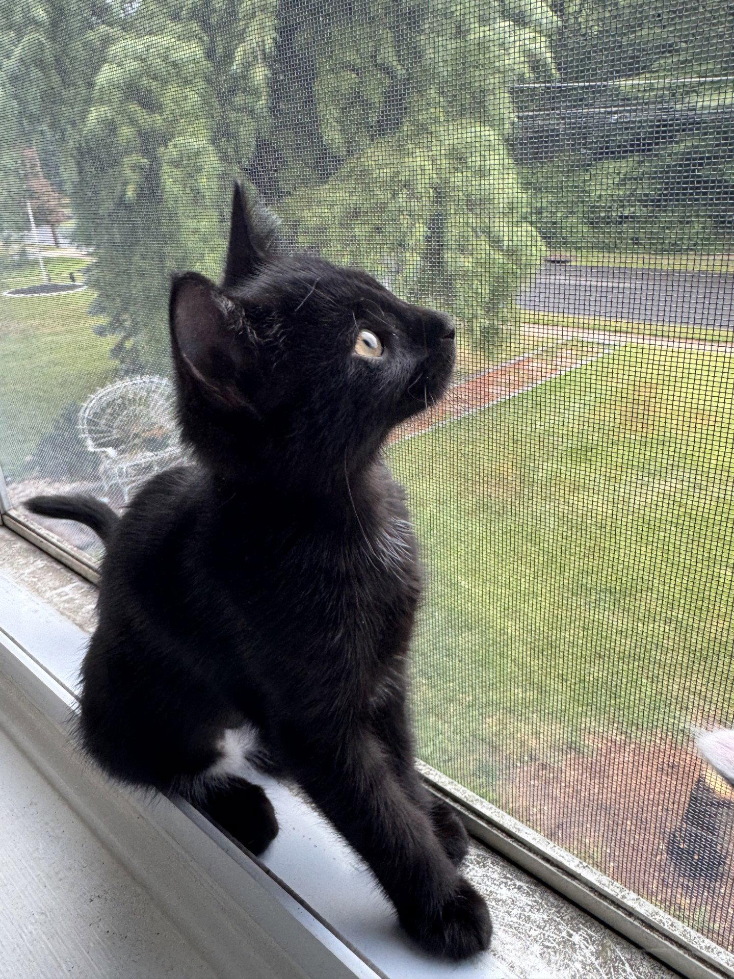 Enlarge Sparrow, Willow Grove Area, (FCID 07/24/2026-126), a Adoptable Domestic Short Hair in Greenville, DE image 2/2