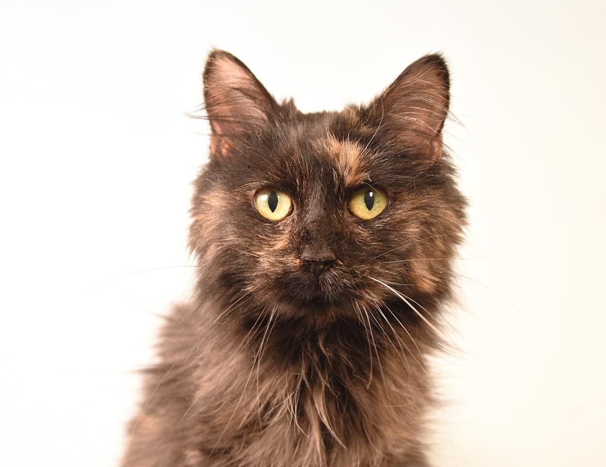 Enlarge COOKIE, a Adoptable Domestic Long Hair in Loveland, CO image 1/1