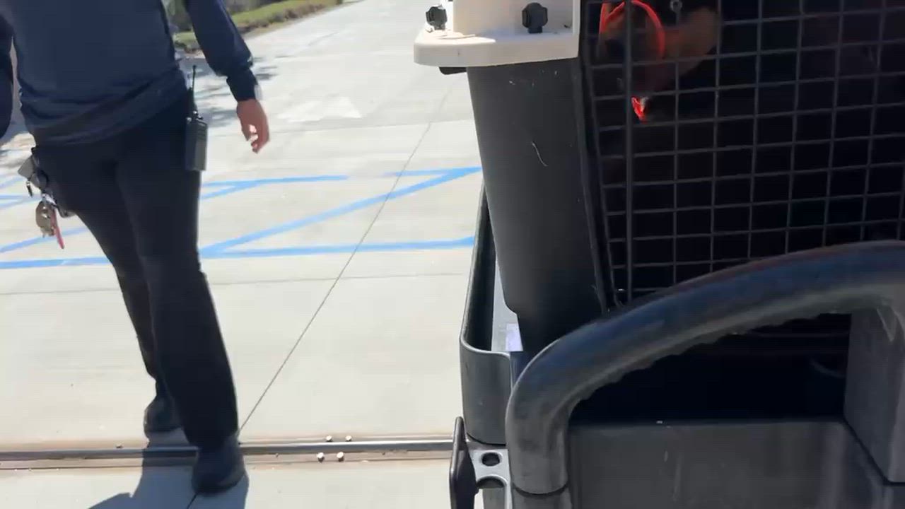 Enlarge Monarch, a Adoptable mixed breed in Inglewood, CA video 5/6