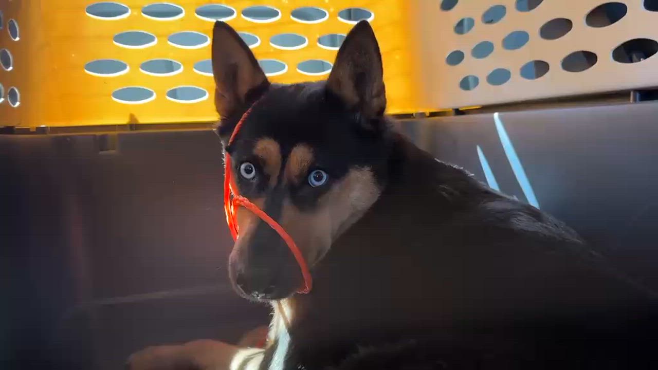 Enlarge Monarch, a Adoptable mixed breed in Inglewood, CA video 2/6