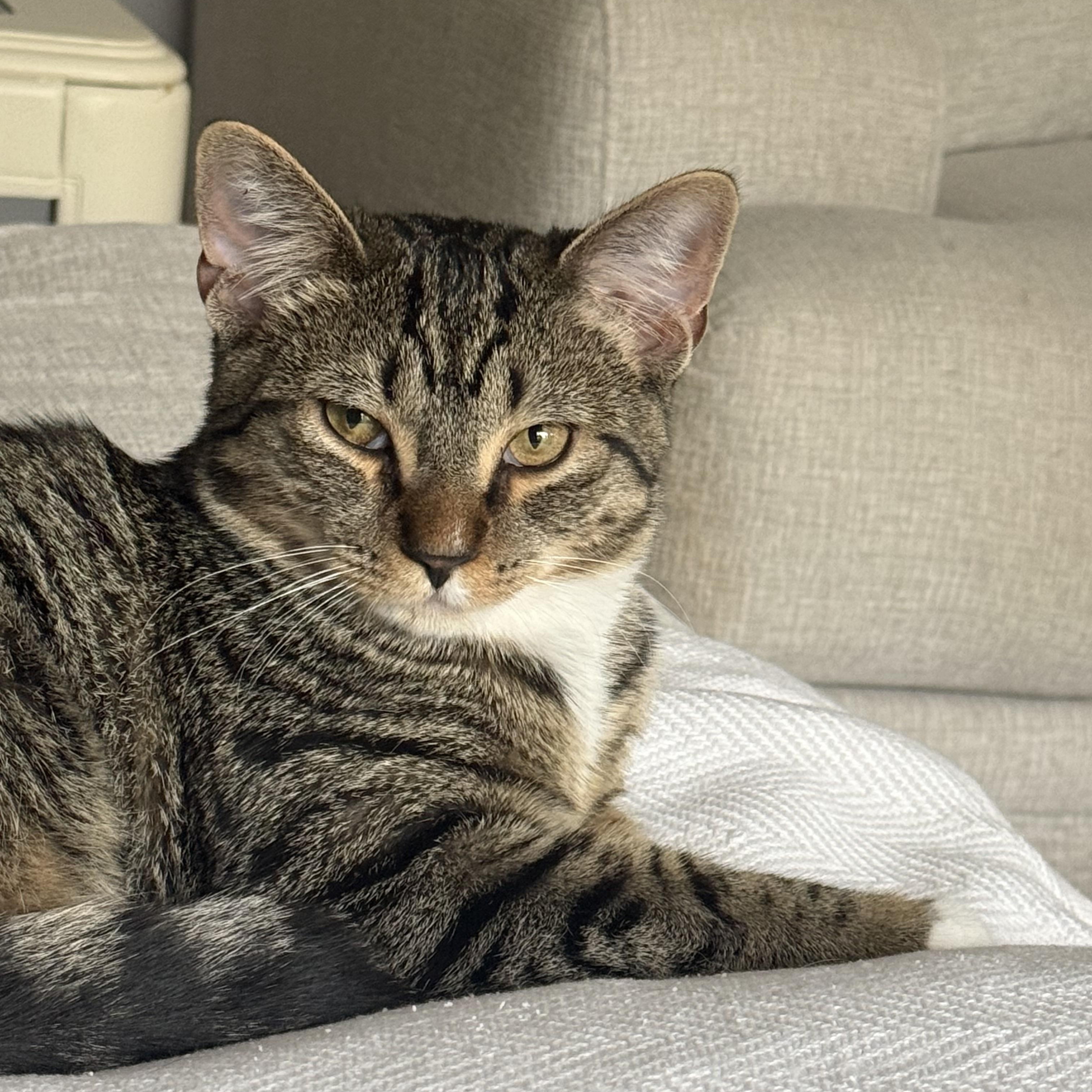 Tony, Adopted, Kitten Male Domestic Short Hair & Tabby.