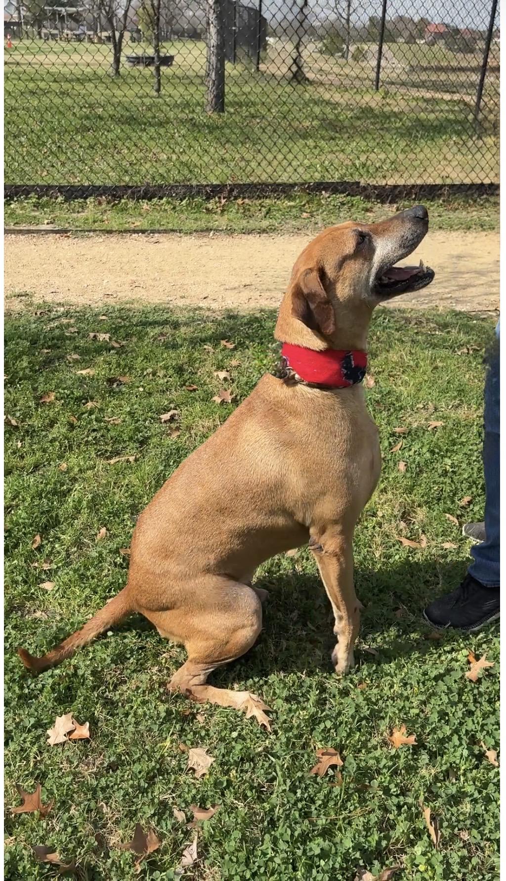 Enlarge BEN-he’s a gem, a Adoptable mixed breed in Brattleboro, VT image 3/6