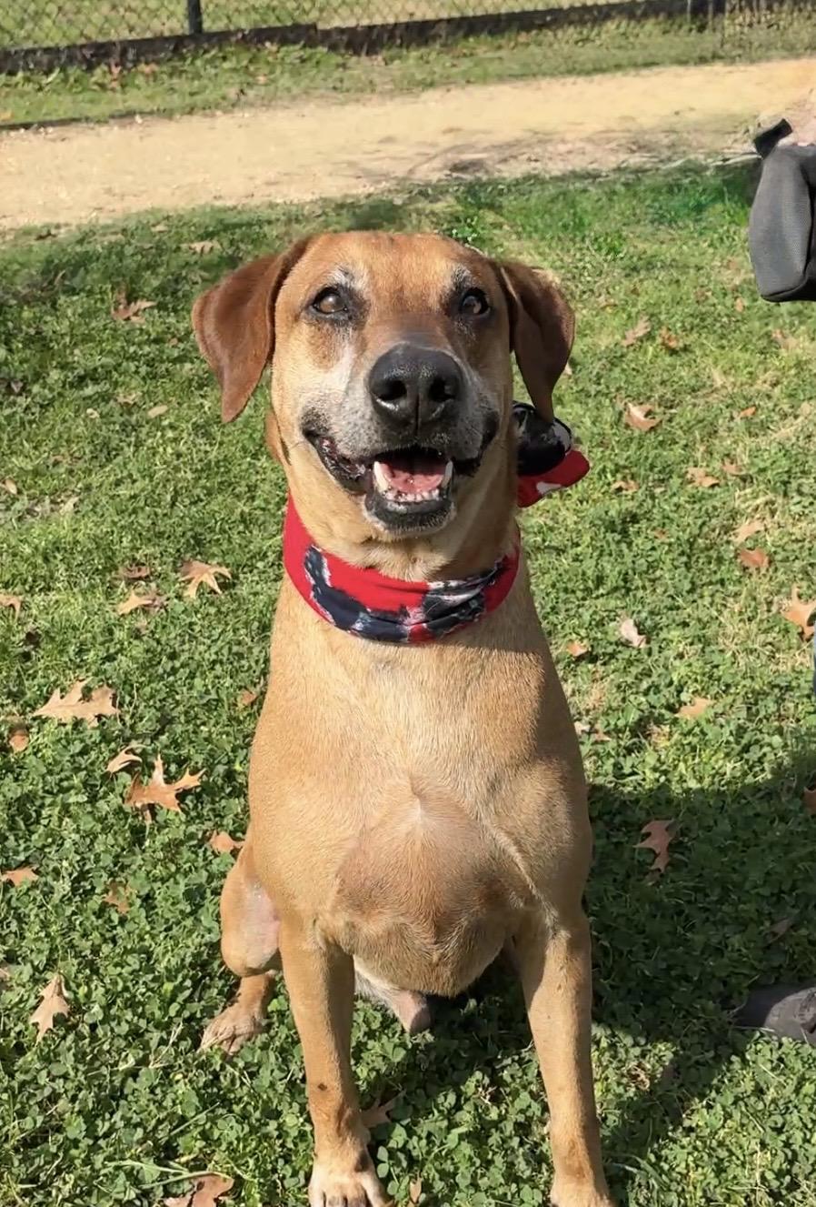 BEN-he’s a gem, Adoptable, Senior Male Labrador Retriever & Rhodesian Ridgeback.