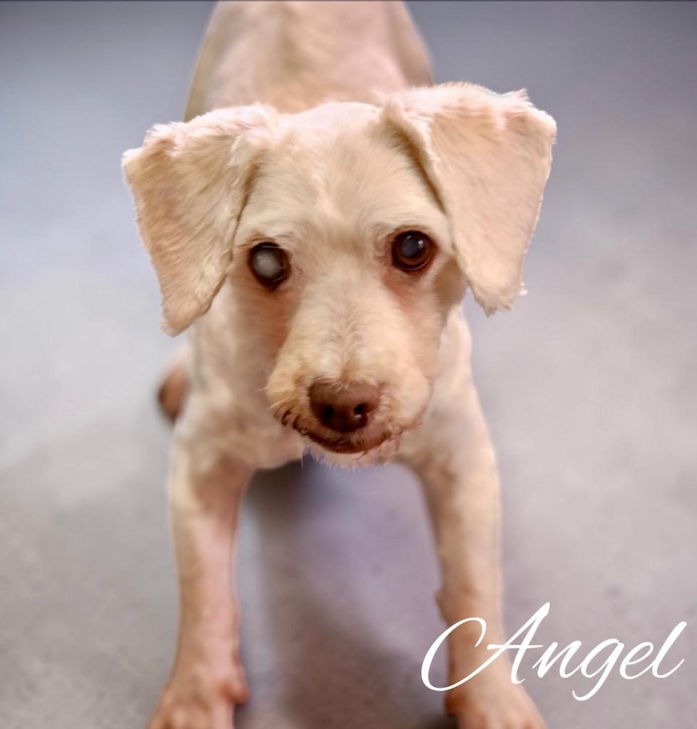 Angel, Adoptable, Adult Female Poodle.