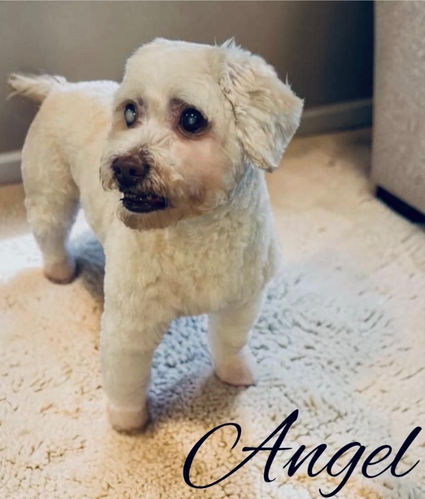 Enlarge Angel, a Adoptable mixed breed in West Bloomfield, MI image 3/5