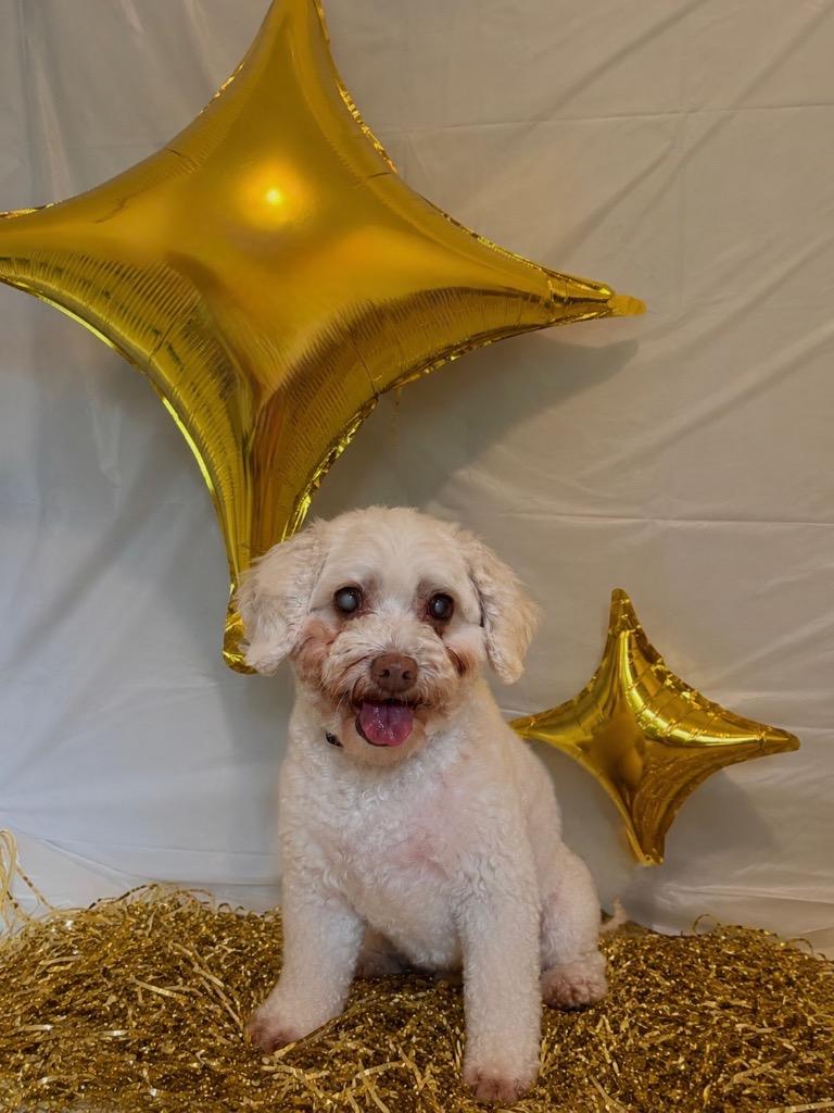 Enlarge Angel, a Adoptable mixed breed in West Bloomfield, MI image 4/5