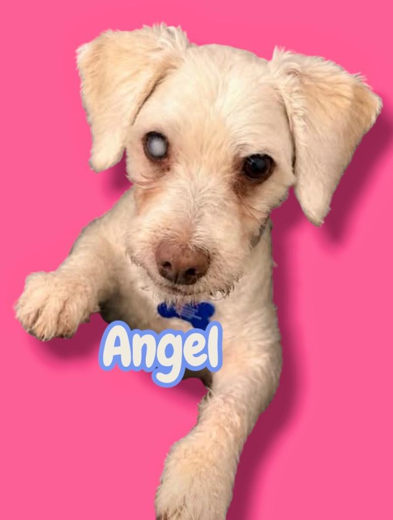 Enlarge Angel, a Adoptable mixed breed in West Bloomfield, MI image 5/5