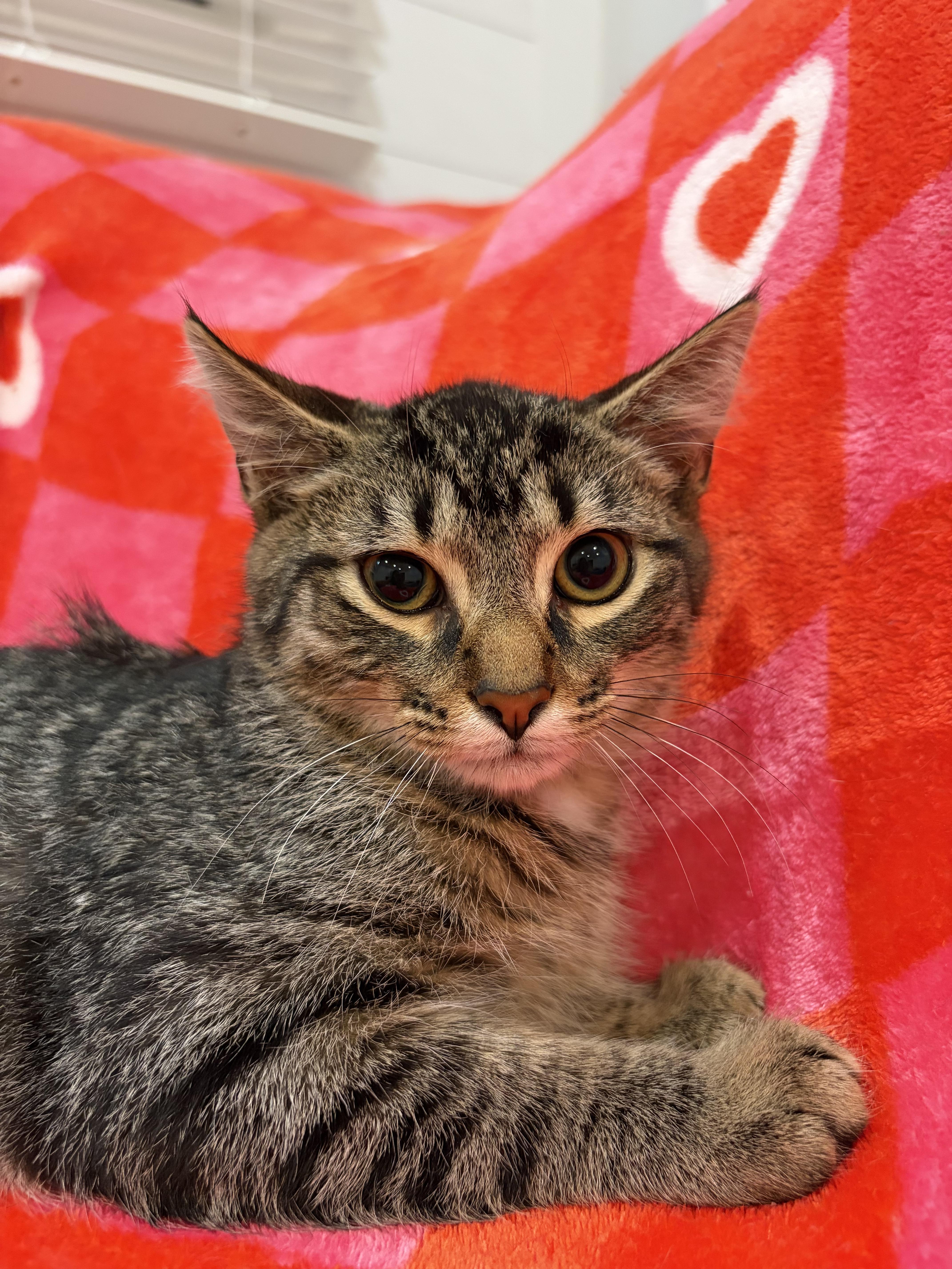 Snap, Adoptable, Kitten Male Domestic Short Hair.