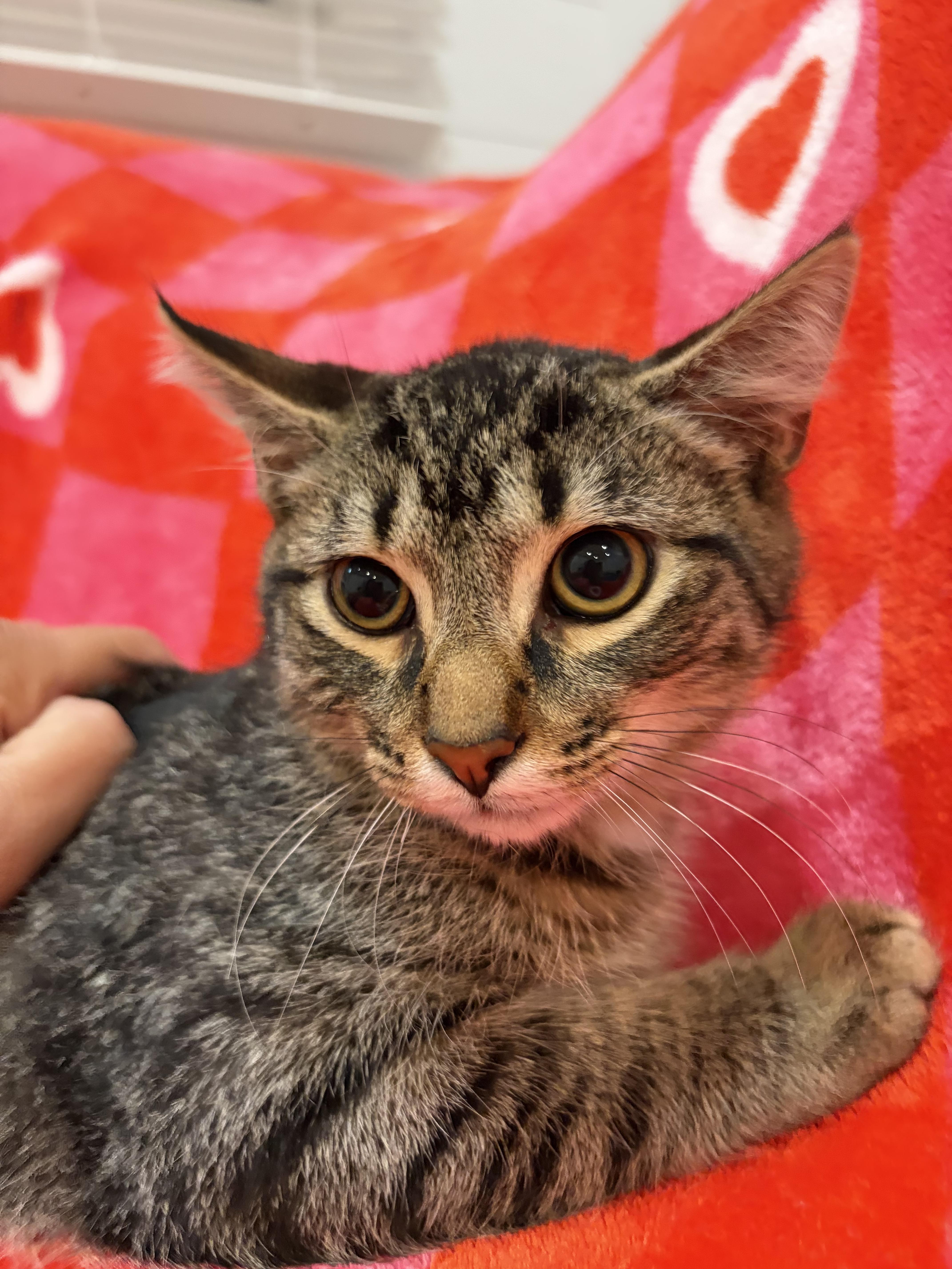 Enlarge Snap, a Adoptable Domestic Short Hair in North Haledon, NJ image 2/2