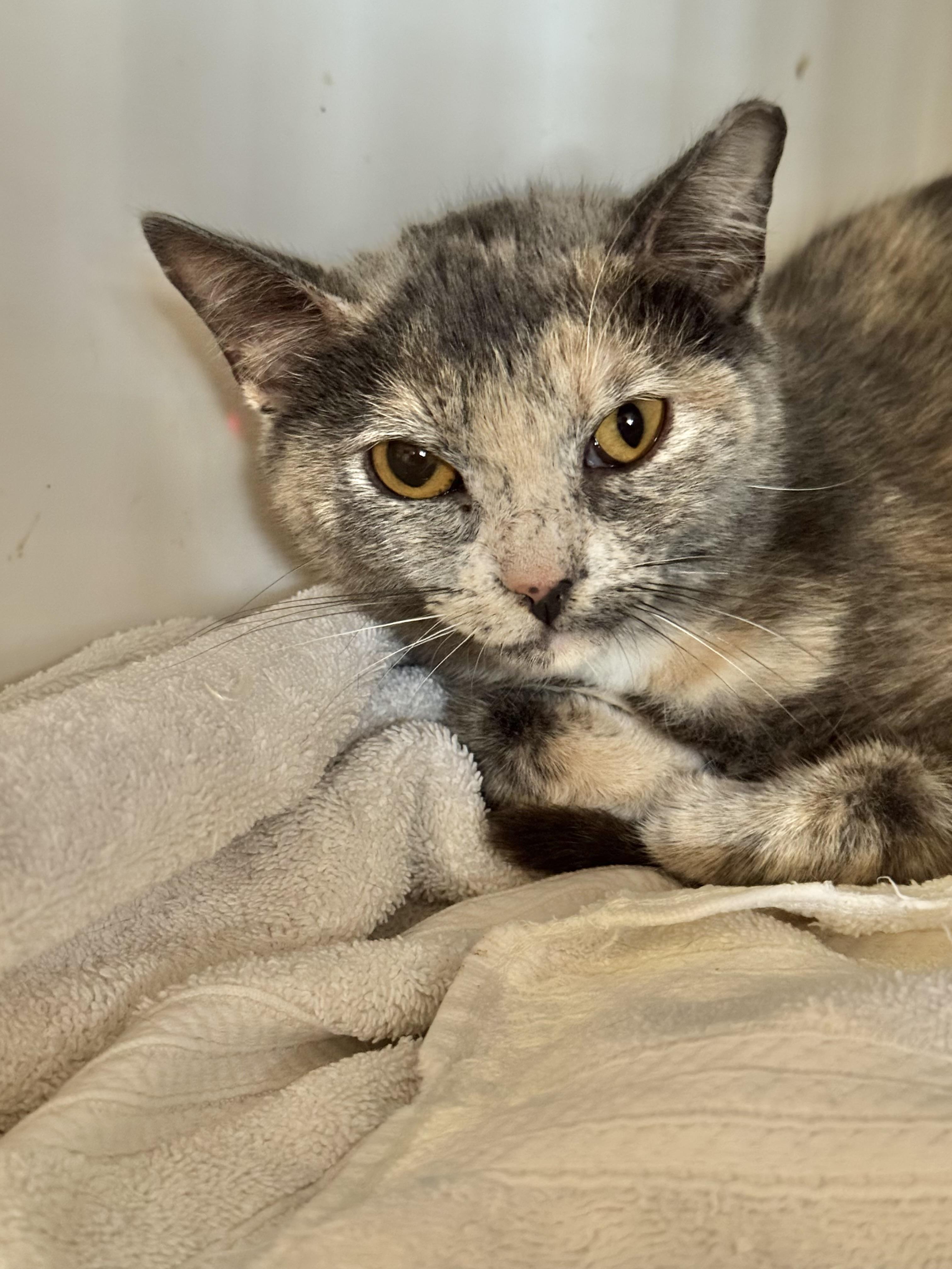 Puddin, Young Female Dilute Calico