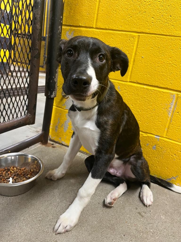 Enlarge Frodo, a Adoptable mixed breed in Murray, KY image 1/1