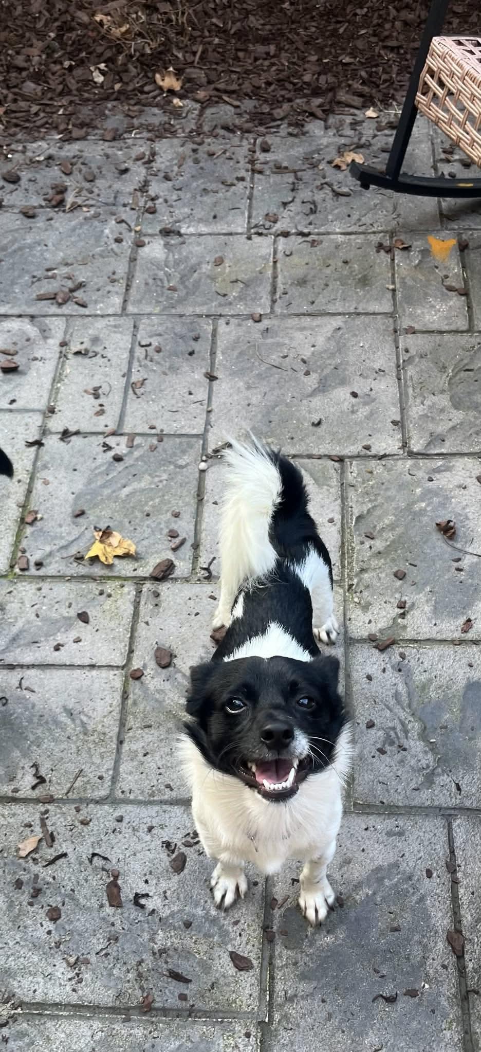 Mino, Adoptable, Adult Male Chihuahua.