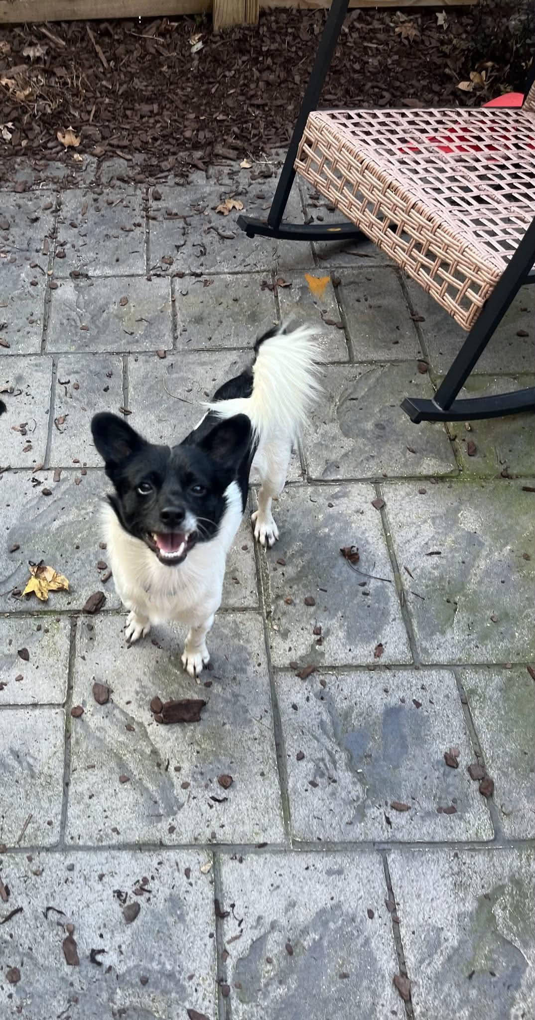 Enlarge Mino, a Adoptable Chihuahua in Virginia Beach, VA image 2/2