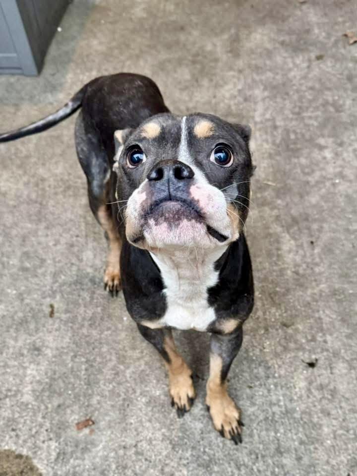 Nevelle, an adopted Pit Bull Terrier in Chicago, IL image 3/5