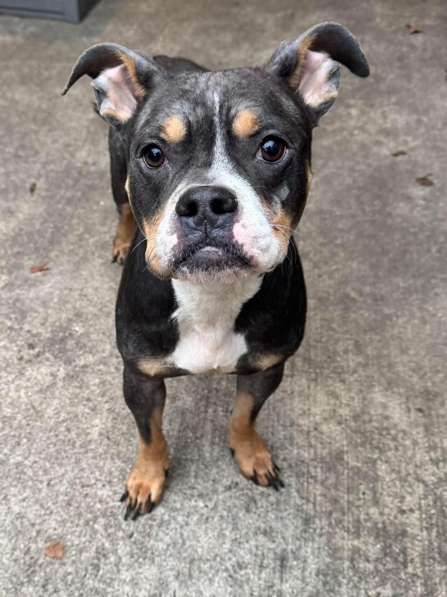 Nevelle, adopted, Adult Female Pit Bull Terrier.