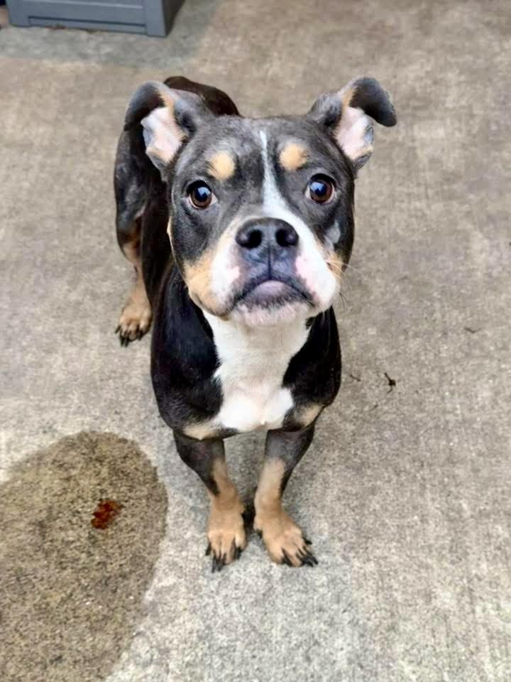 Nevelle, an adopted Pit Bull Terrier in Chicago, IL image 4/5