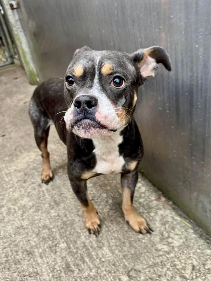 Nevelle, an adopted Pit Bull Terrier in Chicago, IL image 2/5