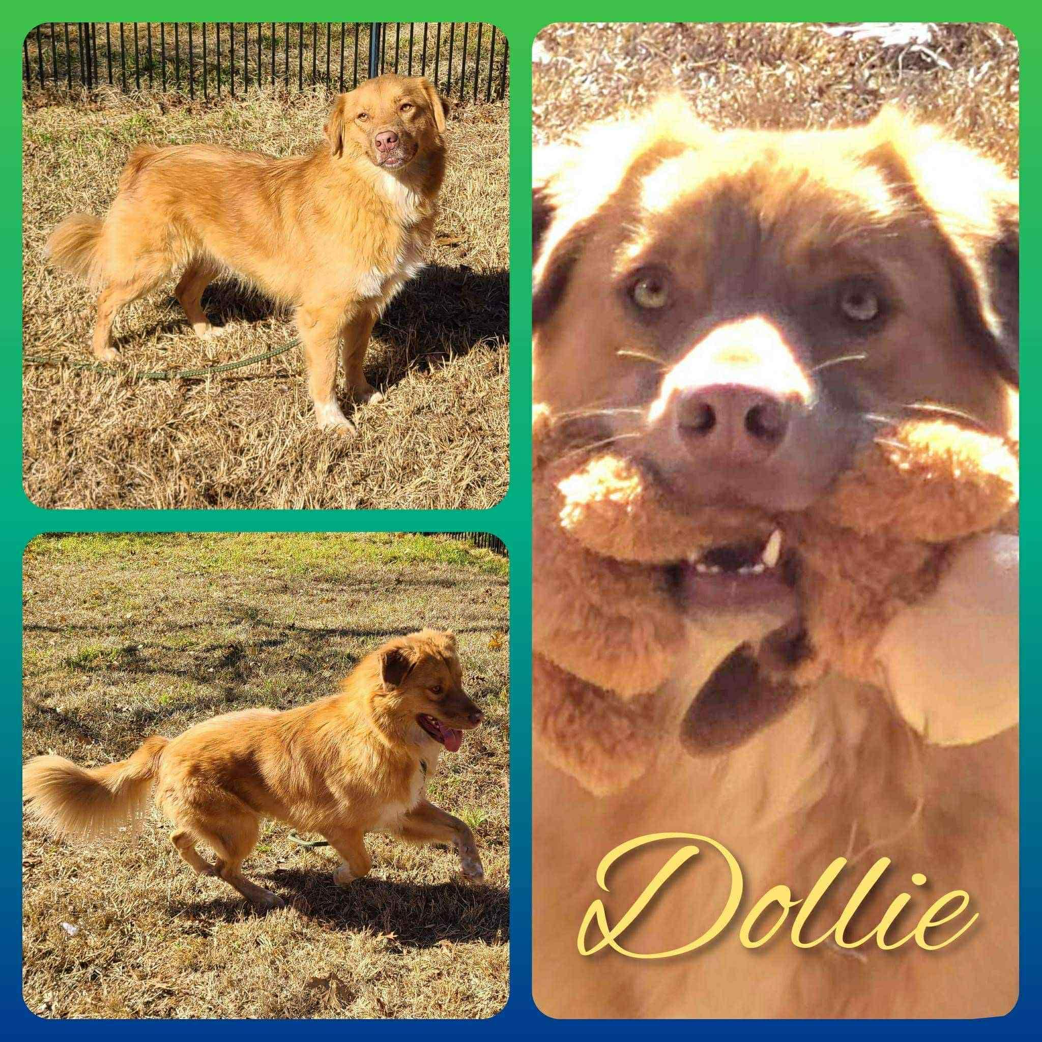 Dolly, Adoptable, Adult Female Australian Shepherd & Golden Retriever.