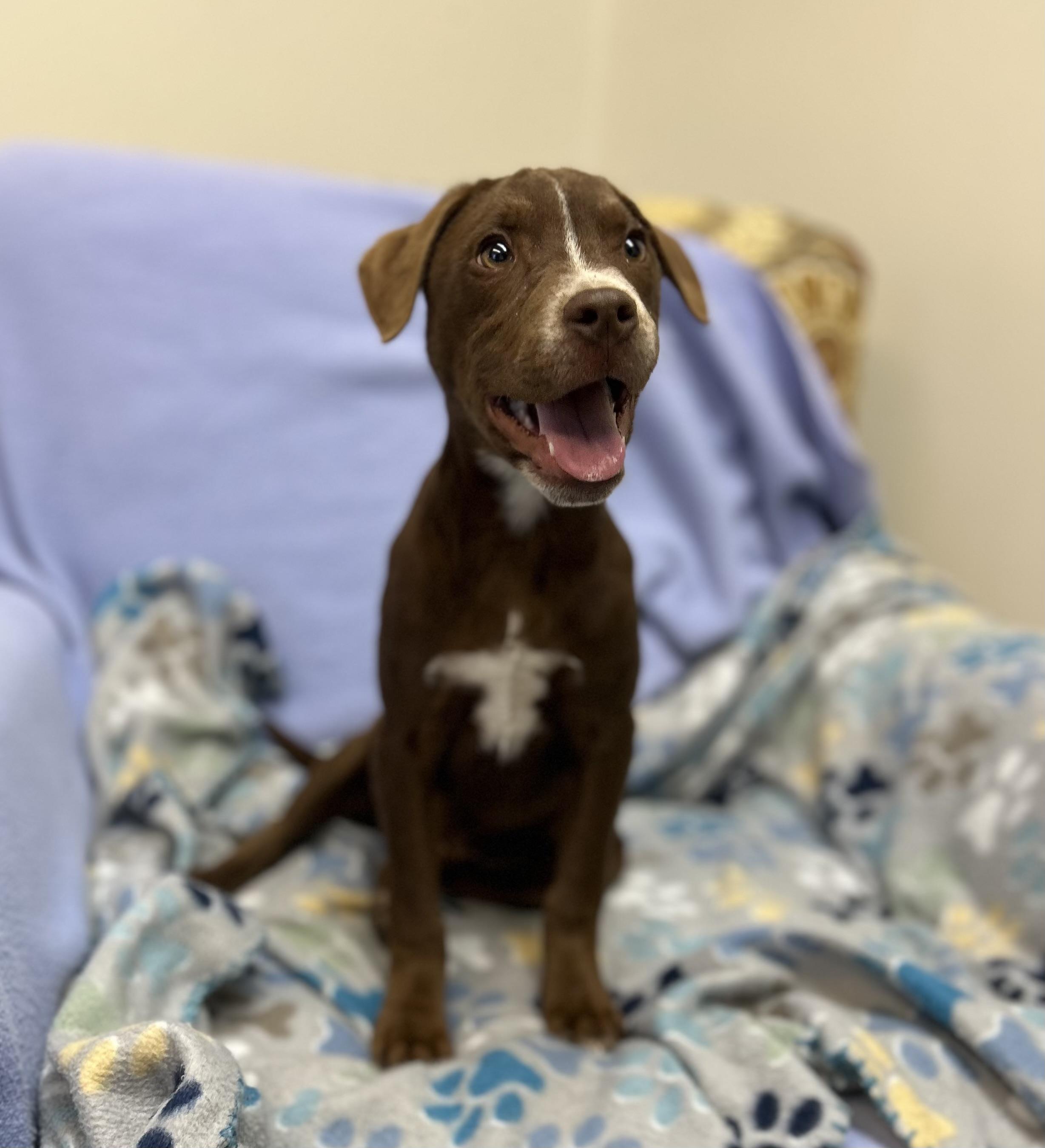 Enlarge Chico, a Adoptable mixed breed in Senatobia, MS image 1/4