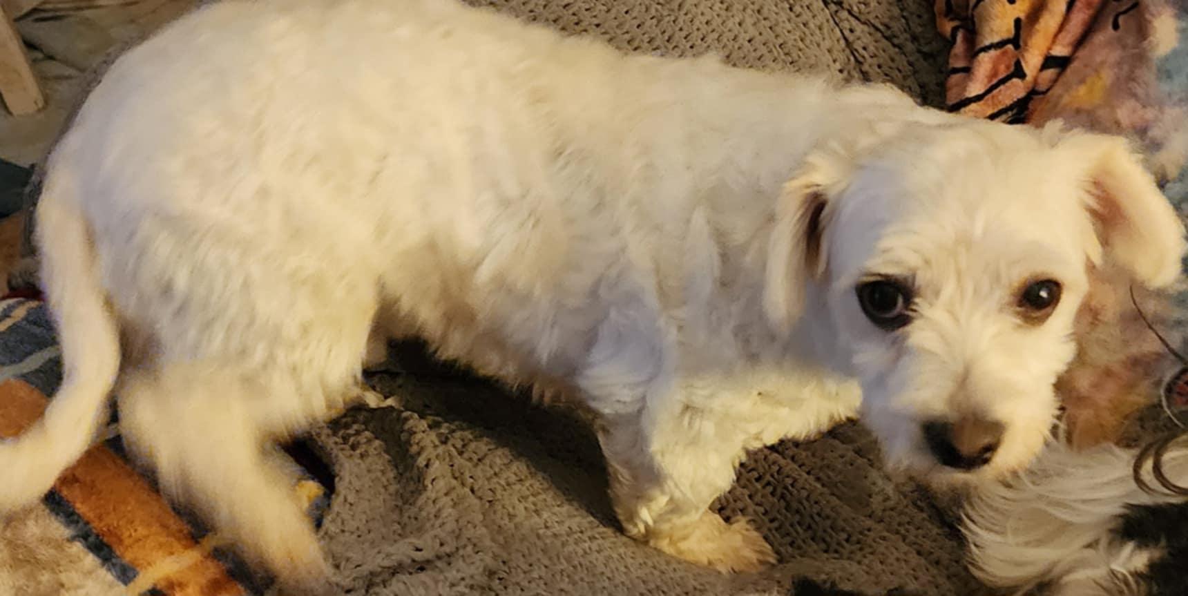 Enlarge Camry, a Adopted Coton de Tulear in Newton, IA image 4/6