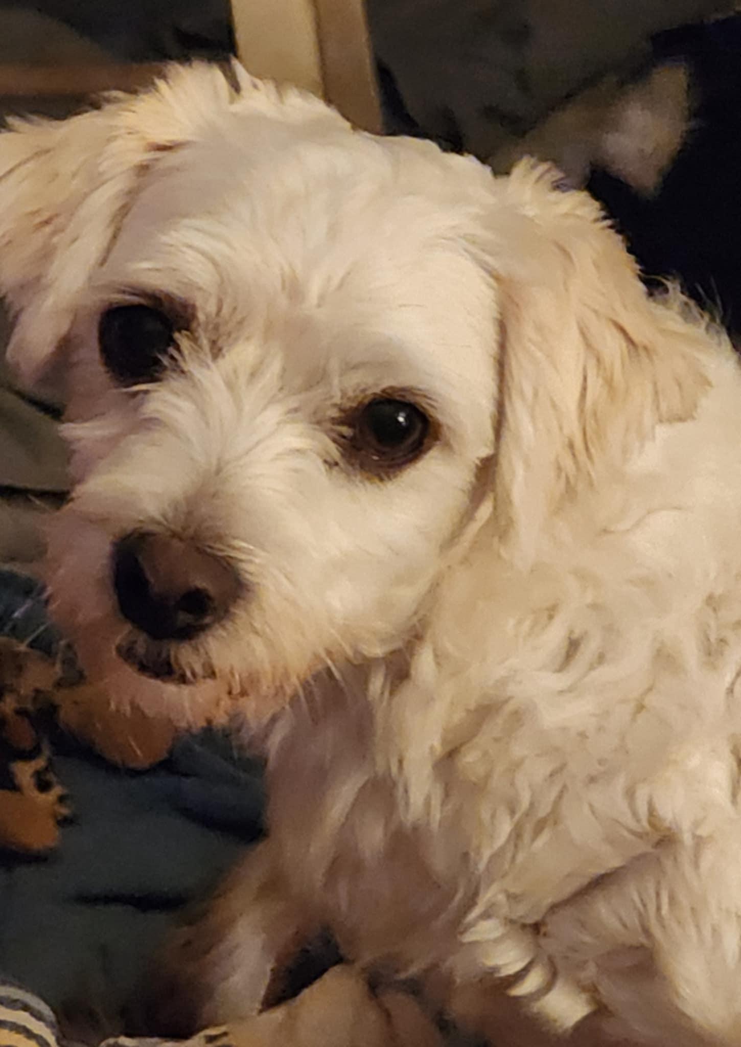 Enlarge Camry, a Adopted Coton de Tulear in Newton, IA image 3/6