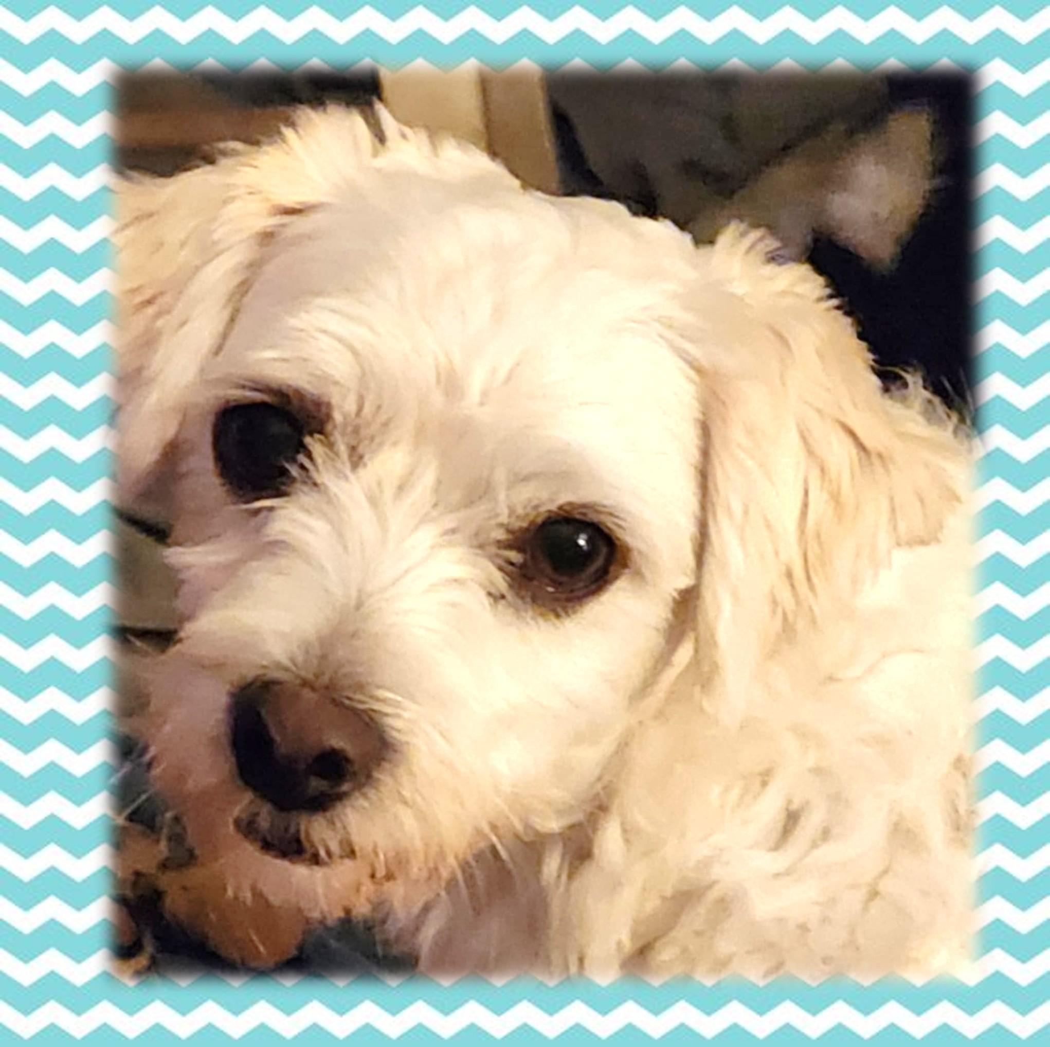 Enlarge Camry, a Adopted Coton de Tulear in Newton, IA image 2/6