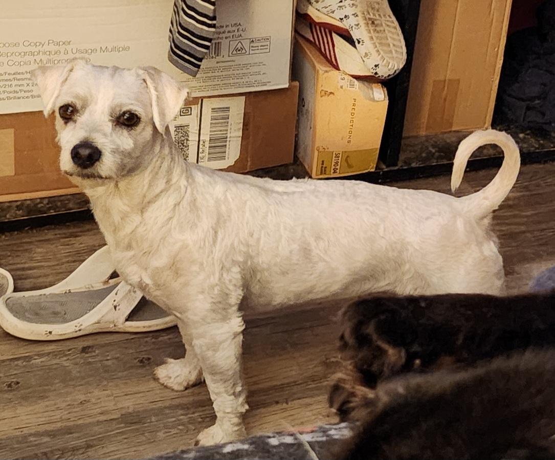 Enlarge Camry, a Adopted Coton de Tulear in Newton, IA image 5/6