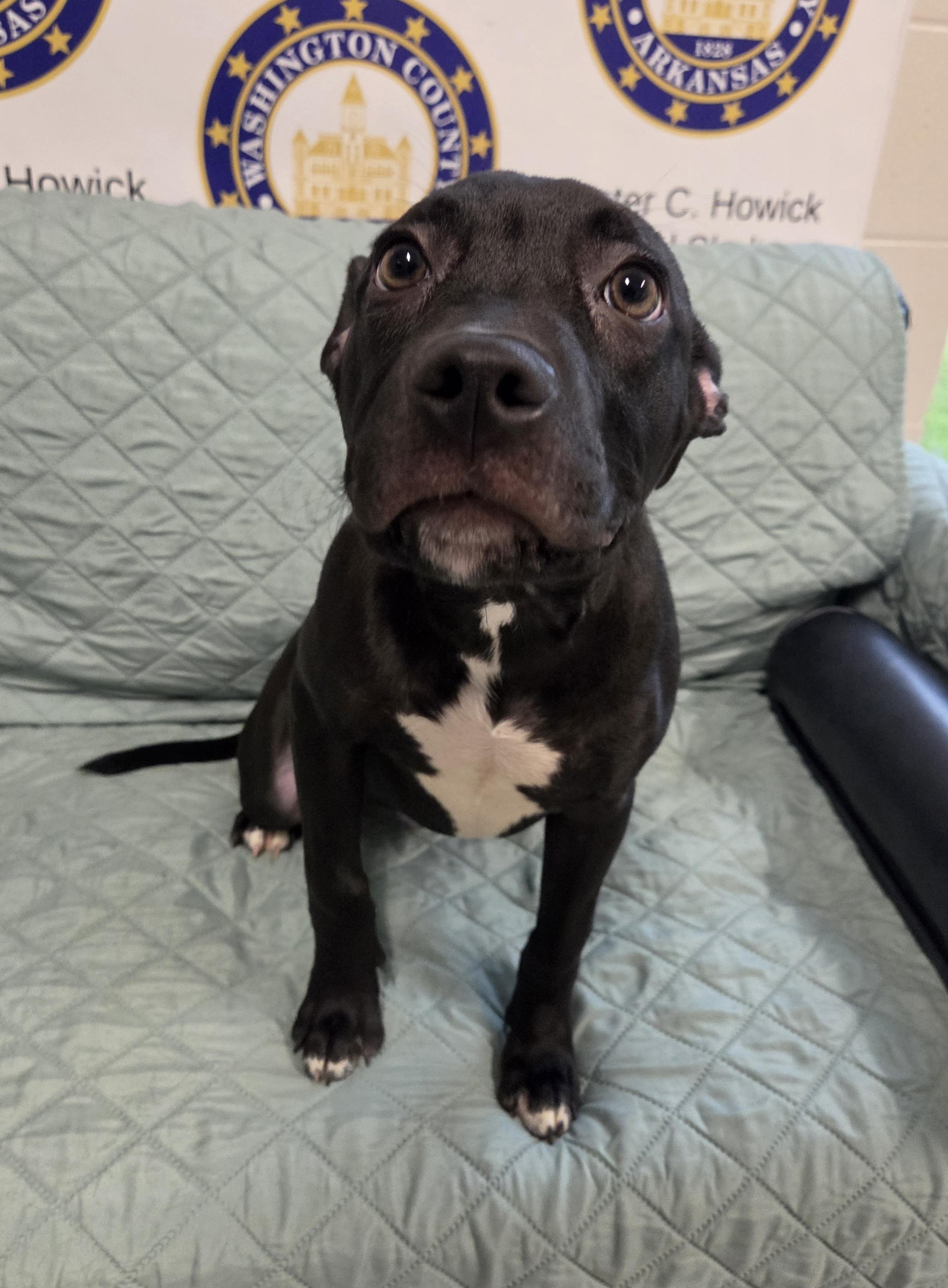 Enlarge Artie, a Adoptable mixed breed in Fayetteville, AR image 4/6