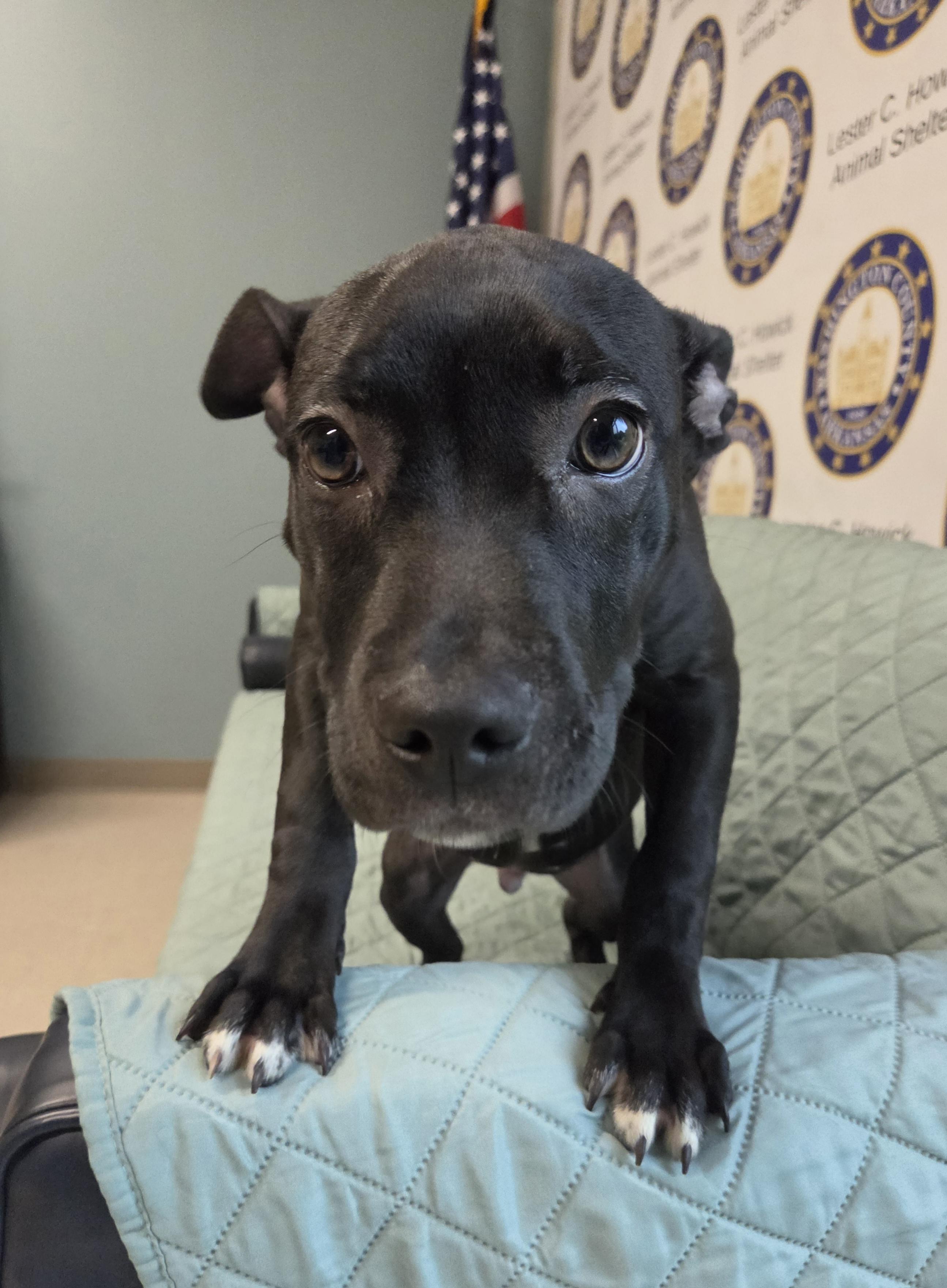 Artie, Adoptable, Young Male Pit Bull Terrier.