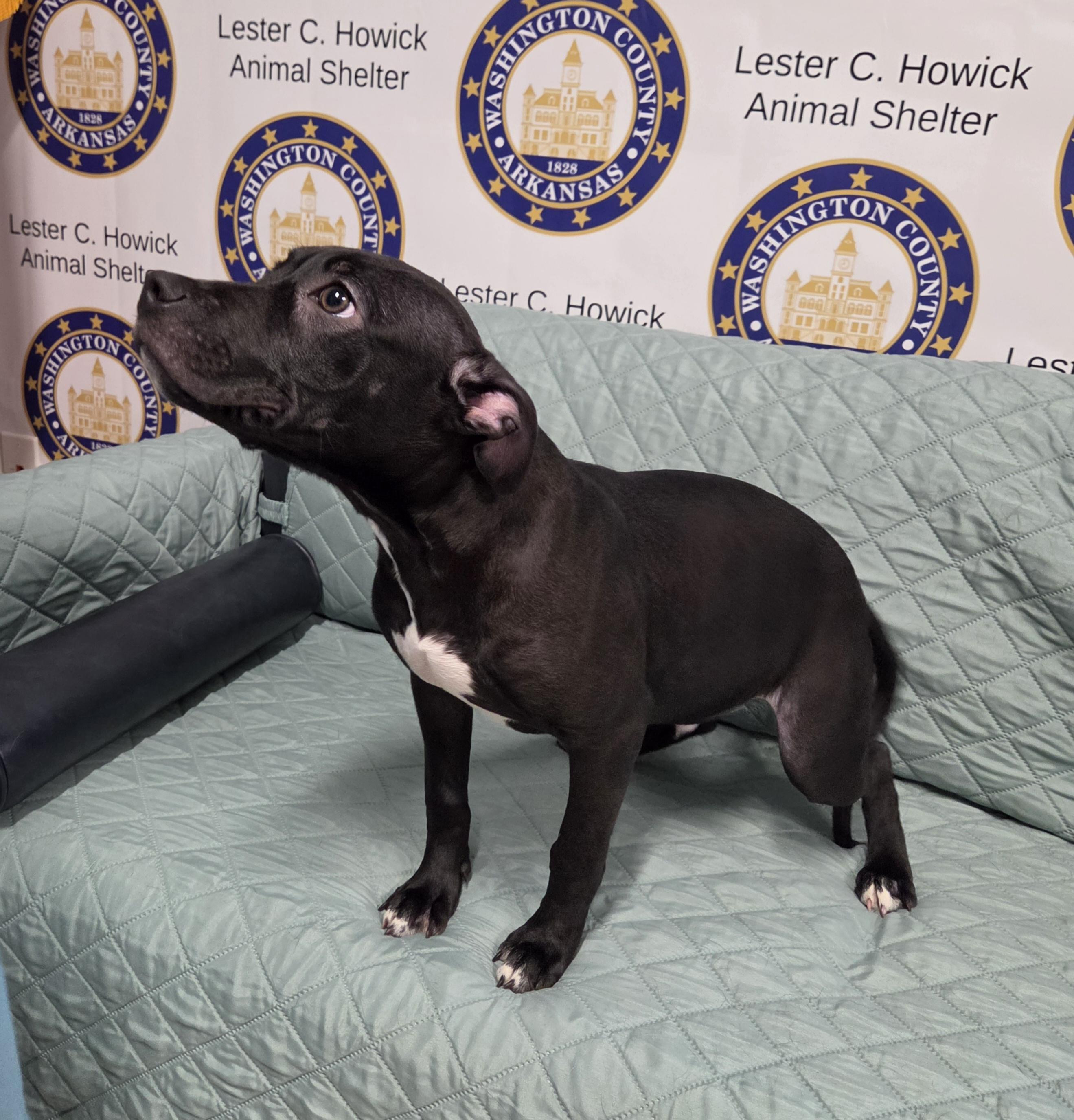 Enlarge Artie, a Adoptable mixed breed in Fayetteville, AR image 6/6