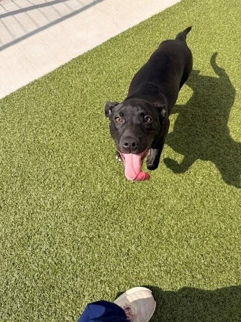 Enlarge Artie, a Adoptable mixed breed in Fayetteville, AR image 2/6