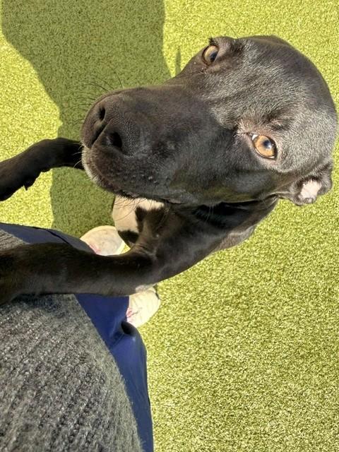 Enlarge Artie, a Adoptable mixed breed in Fayetteville, AR image 5/6