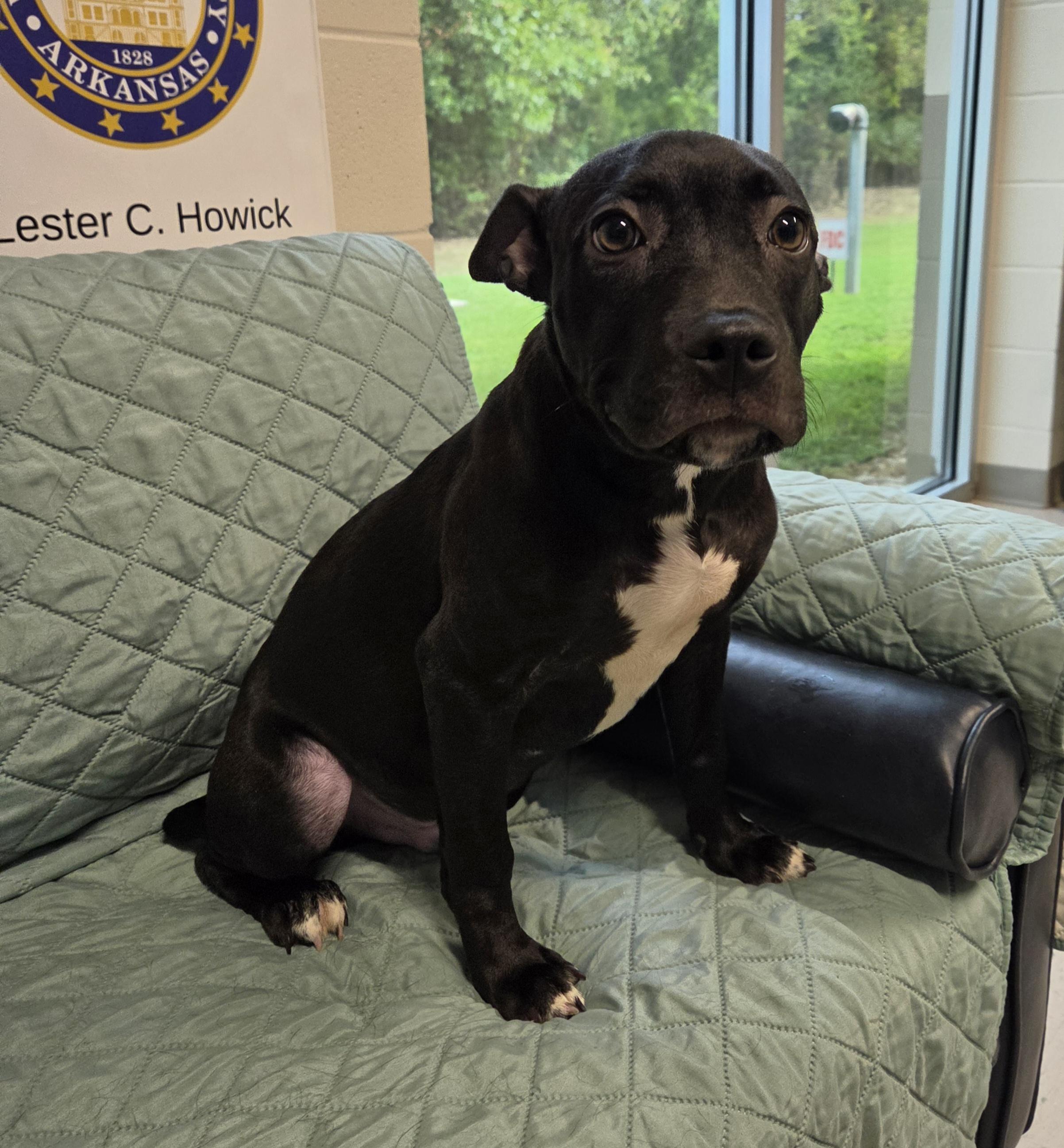 Enlarge Artie, a Adoptable mixed breed in Fayetteville, AR image 3/6