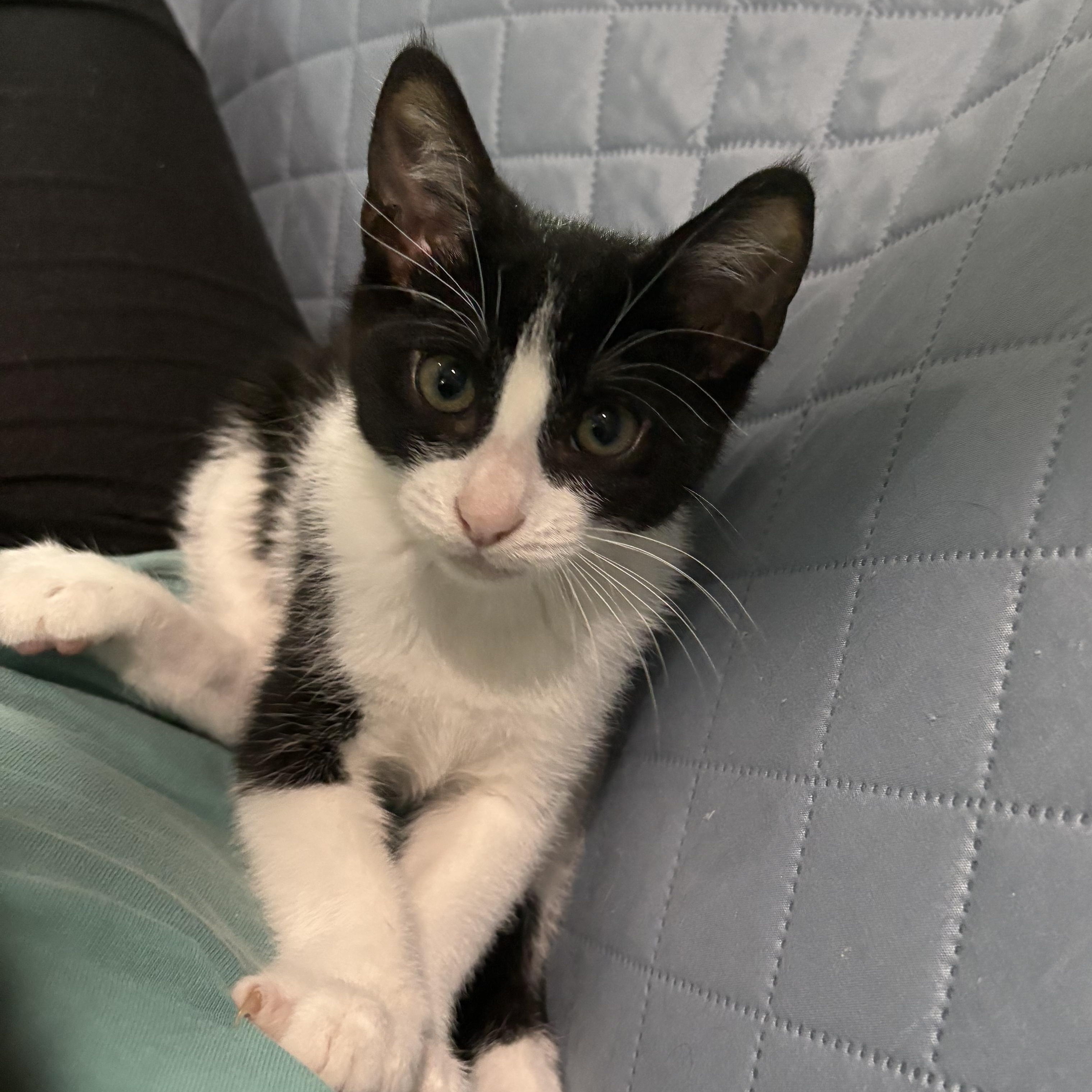 Branwell, Baby Male unknown